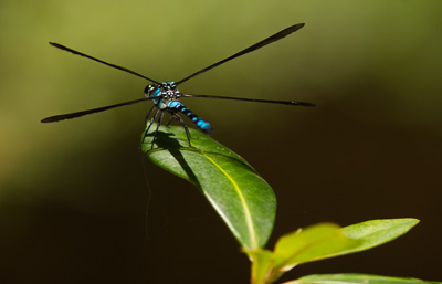 Diphlebia Coerulescens